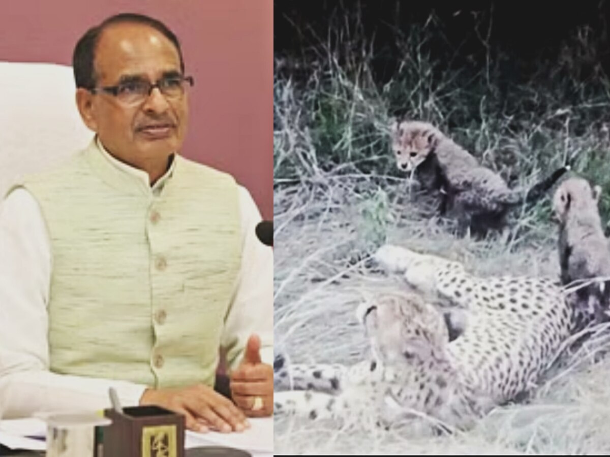Kuno National Park: कूनो में चीतों की मौत पर सख्त CM शिवराज, अब बनाई गई ये रणनीति