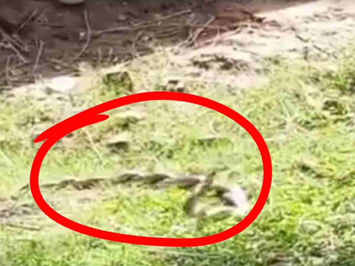 प्यार करते हुए देखे नाग नागिन