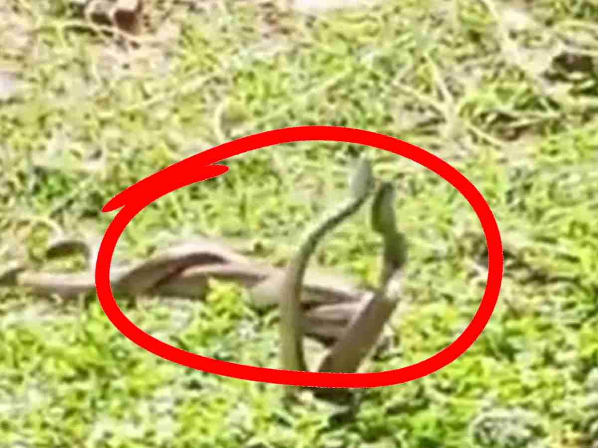 ऐसा दृश्य देखना भाग्यशाली