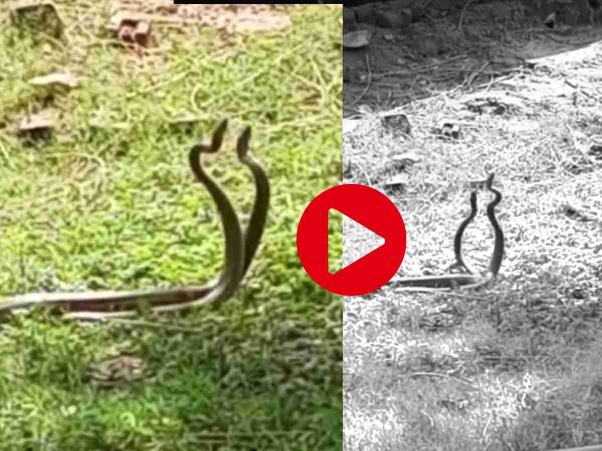 नाग नागिन का रोमांस