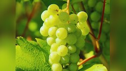  अंगूर के जूस से पेट होगा साफ, जानिए रस पीने के फायदे और नुकसान