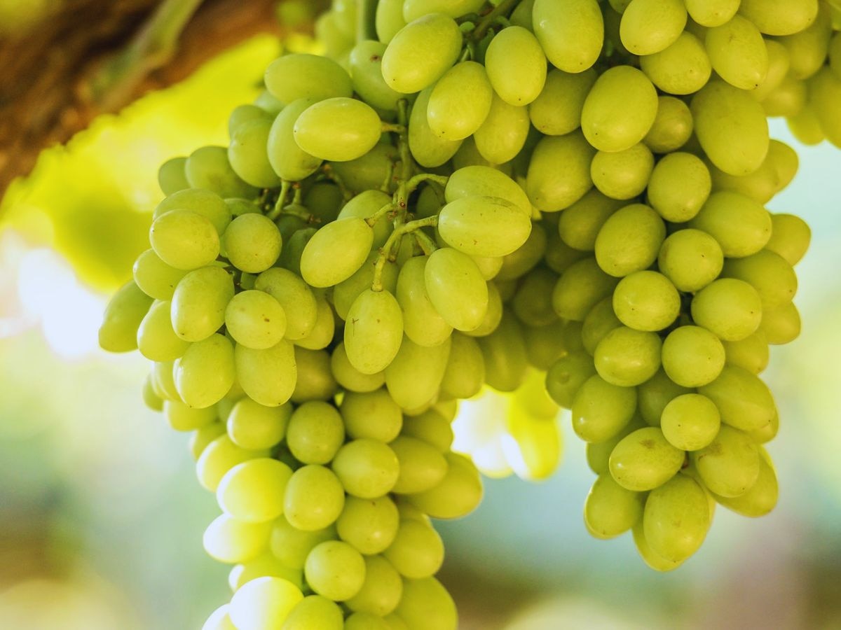 Green Grape Juice Drinking Benefits and Side Effects In Hindi angoor ke