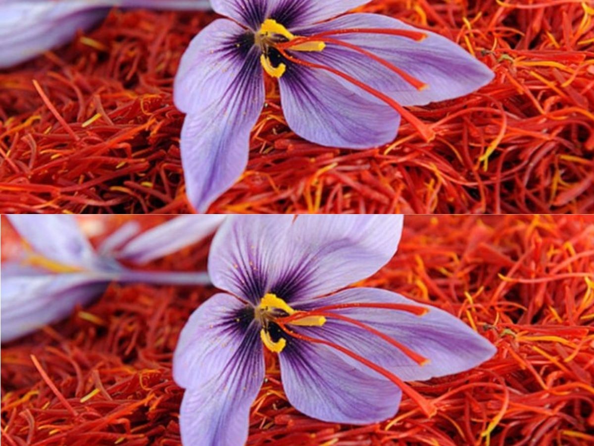 Kesar water health benefits know immunity booster kesar ke fayde