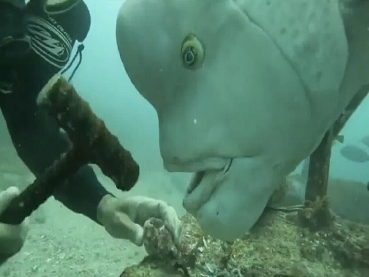 Strange fish was seen floating in the sea, the face was such that ...