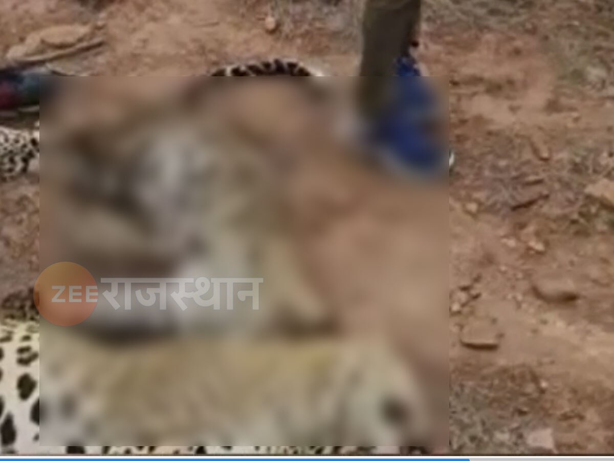 धौलपुर: वन्यजीवों पर टूटा करंट का कहर, चपेट में आने से दो पैंथरों की दर्दनाक मौत 