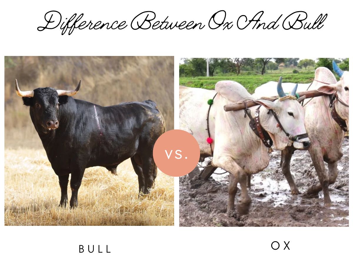 GK trending clear your confusion this is difference between Ox And Bull ...