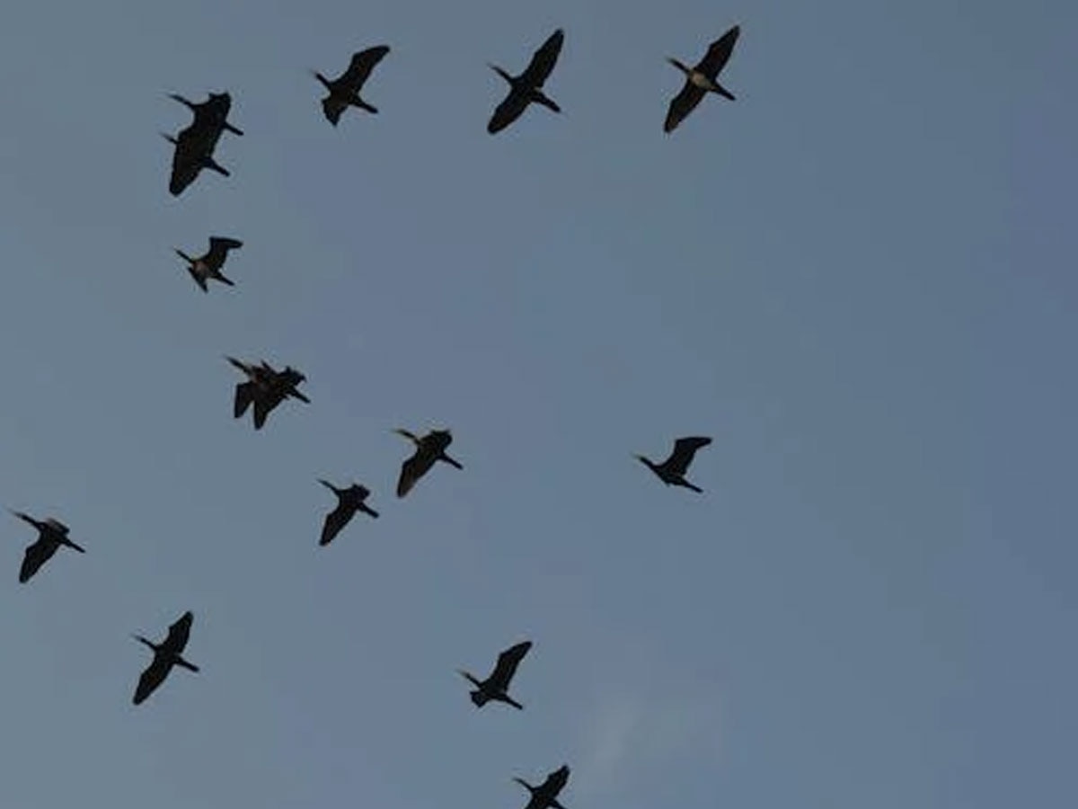 Why do flocks of birds fly in v shape know the reason 'V' शेप में