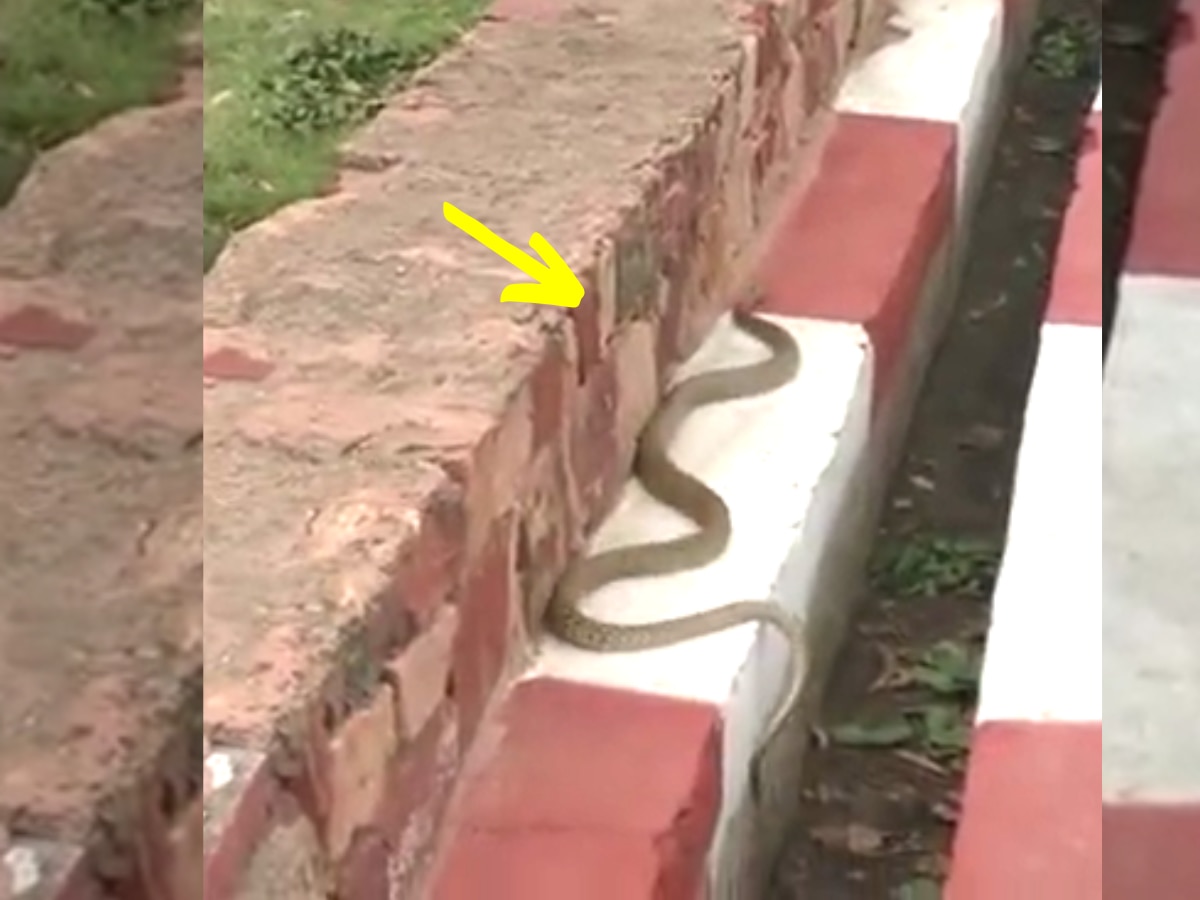 King Cobra 6 Feet Long Snake Reached SP Office Escaped Like Criminals ...