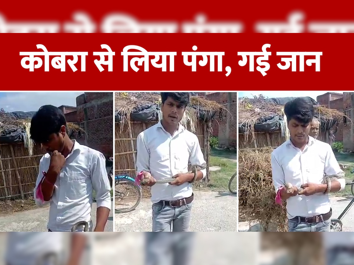 kushinagar King Kobra Snake Bite Video