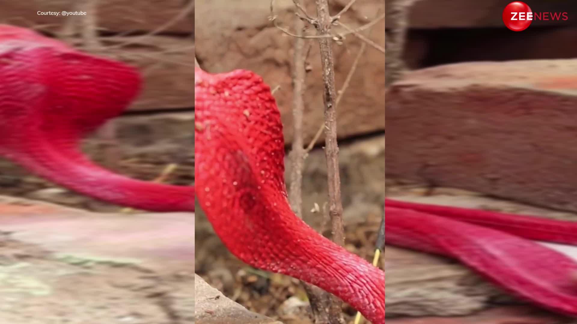 red king cobra comes in village home people got scared | Red king cobra