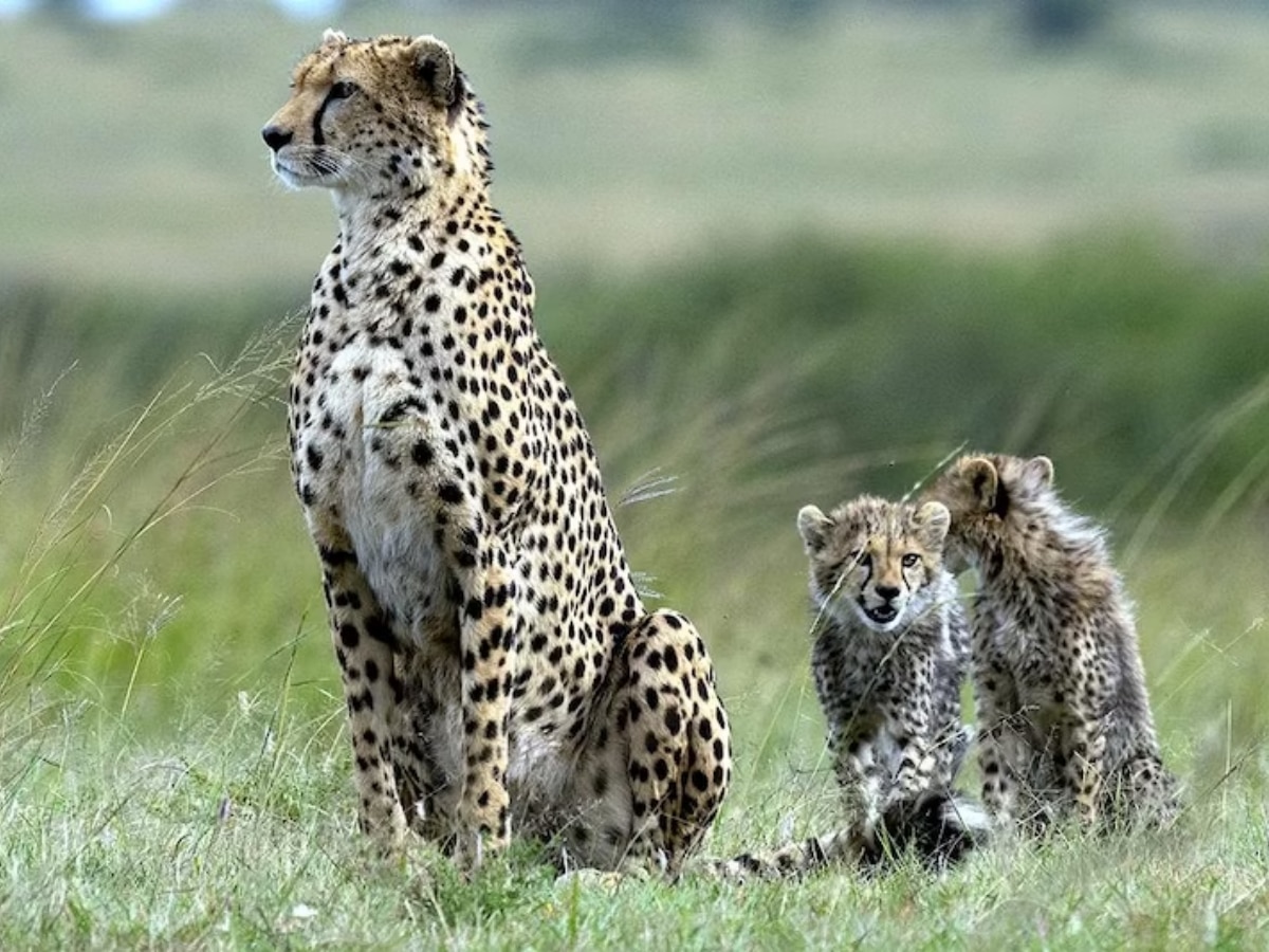 Kuno Cheetah Project: कूनो में शावकों की मौत का असर! चीता प्रोजेक्ट शिफ्टिंग को लेकर हुआ फैसला, केंद्र ने लगाई मुहर