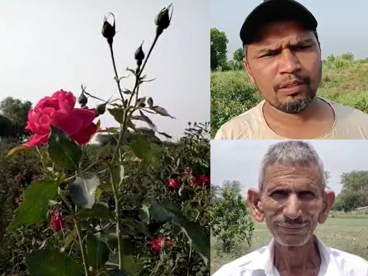 Agruculture: गुलाब की खेती से महका सोनीपत के इस गांव का जीवन, एक एकड़ से कमा रहे 4 लाख का मुनाफा