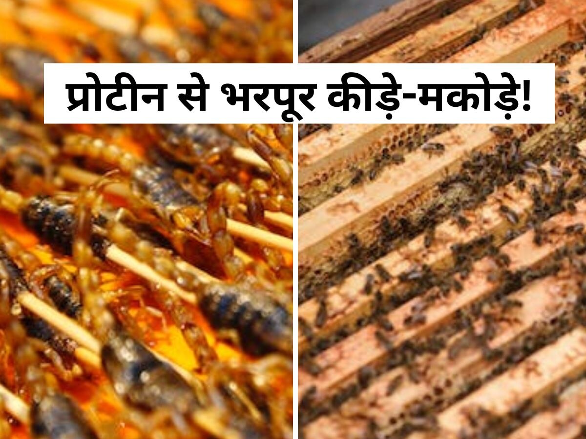 Insects Food: ये घरेलू कीड़े-मकोड़े पोषक तत्वों से हैं भरपूर..जानिए कौन लोग करते हैं इनका सेवन, चौंकाने वाला खुलासा!