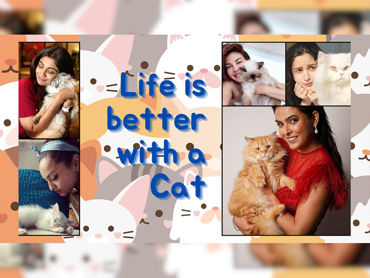 Bollywood Actress: इन एक्ट्रेसों ने पाली हैं बिल्लियां, सोनाक्षी के पास पर्शियन कैट तो शिल्पा की रानी है दिल छूने वाली