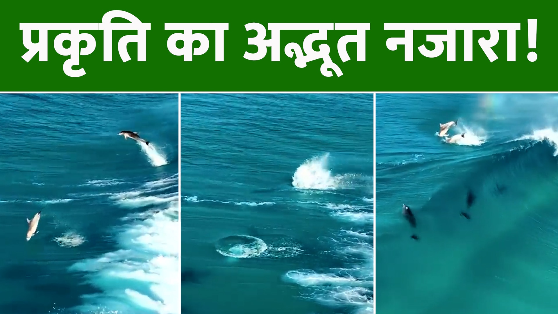 Dolphin Viral Video in sea Such a wondrous sight of nature viral video