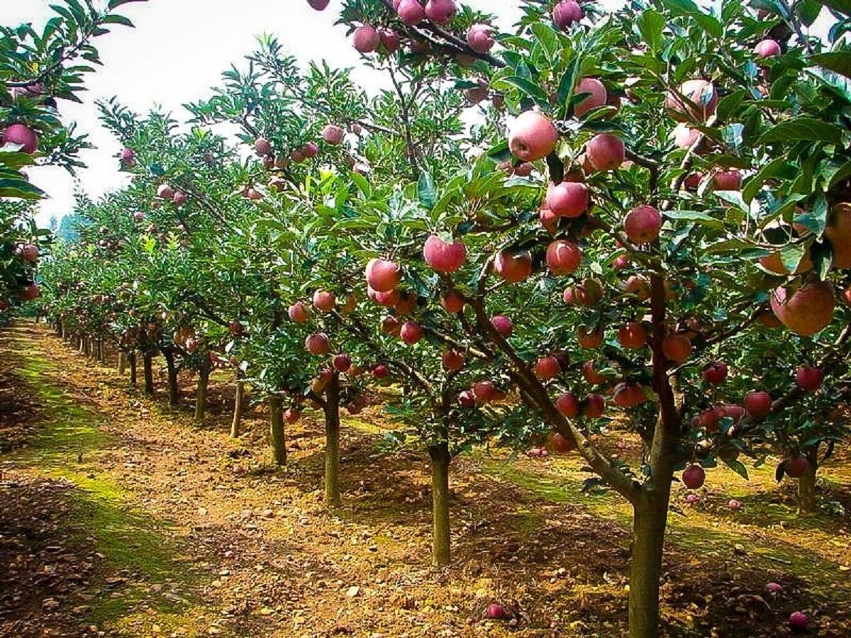 जामताड़ा में सेब की खेती कर रहे किसान,  42 डिग्री तापमान में 65 पौधों में लगे फल