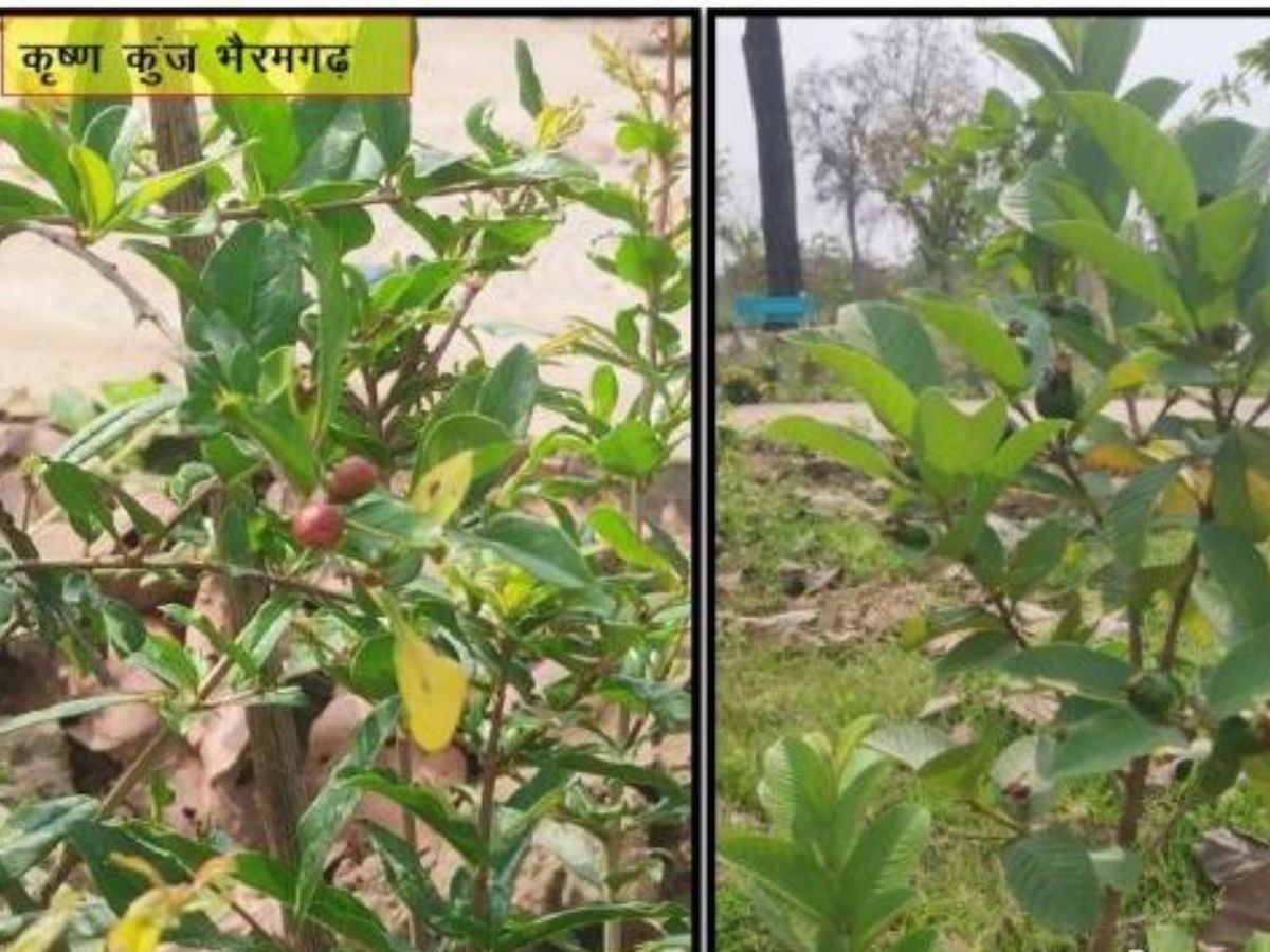 हरे-भरे वृक्ष बनने लगे कृष्ण कुंज, अब तक 224 एकड़ में रोपे गए 55 हजार से ज्यादा पौधे 
