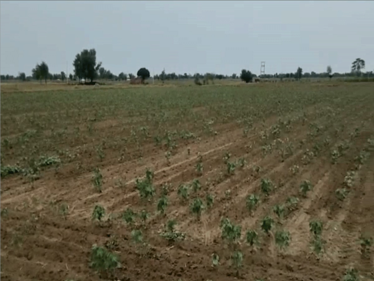 Sirsa Rain Update: किसानों के लिए आफत नहीं सौगात बनकर बरसी बारिश, फसलों को मिली नई संजीवनी