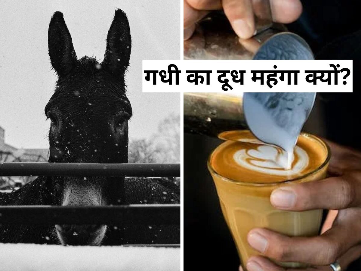 Donkey Milk: आखिर गधी का दूध इतना महंगा क्यों होता है? जान लीजिए..चौंकाने वाला है कारण