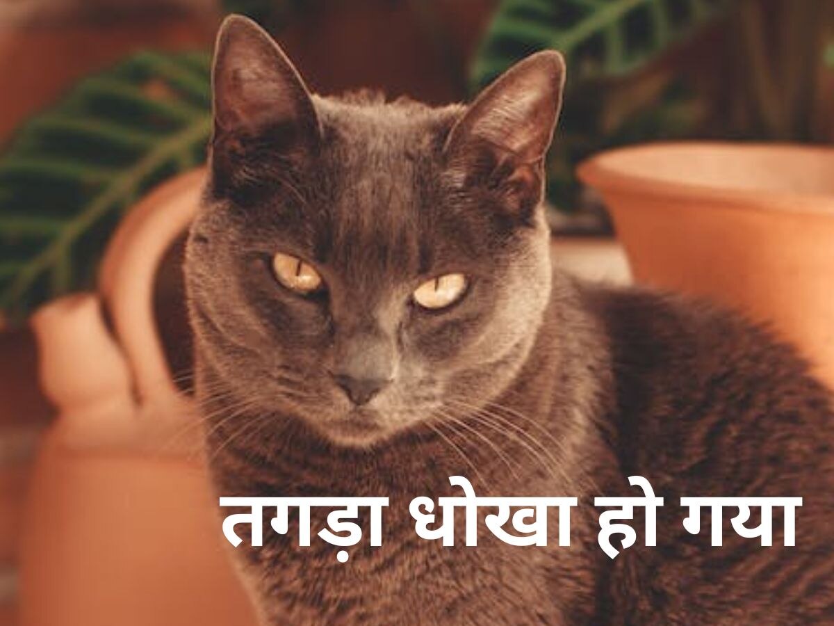 Pet Cat: पालतू बिल्ली के लिए महिला ने 7 लाख खर्च कर दिए, बाद में ऐसी सच्चाई पता चली..पैरों तले जमीन खिसक गई!