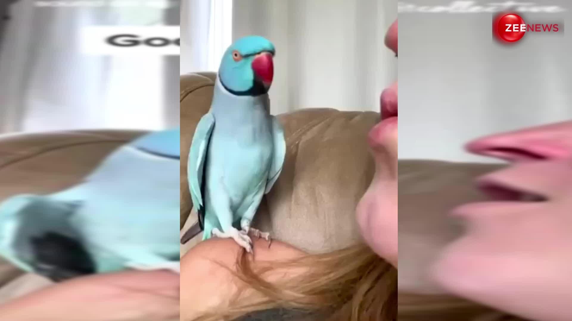 Blue Parrot Kisses His Owner Copies Her Video Got Viral नीले रंग के तोते ने पहले अपनी मालकिन
