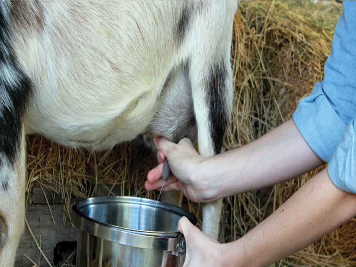 World milk day 2023: गाय-भैंस के अलावा जानिए बकरी का दूध पीने के फायदे, इन बीमारियों से रहेंगे दूर