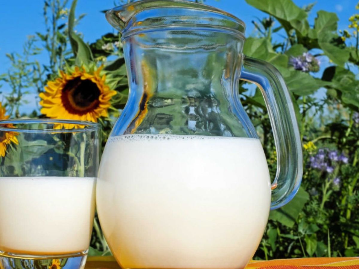 World Milk Day 2023: क्यों मनाया जाता है वर्ल्ड मिल्क डे, जानें इस साल का क्या है थीम