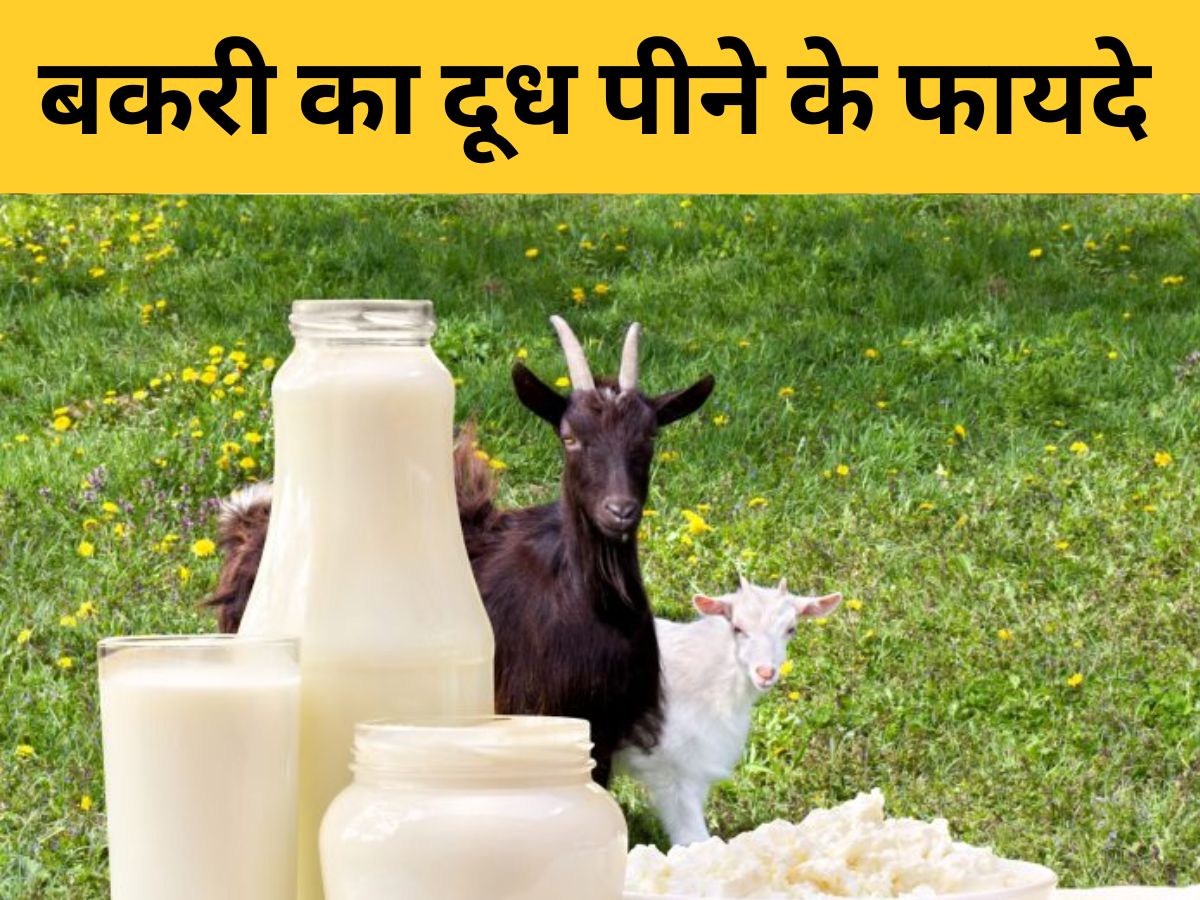 Goat Milk Benefits Bakri Ka Doodh Peene Ke Fayde Fight 5 Disease Dengue