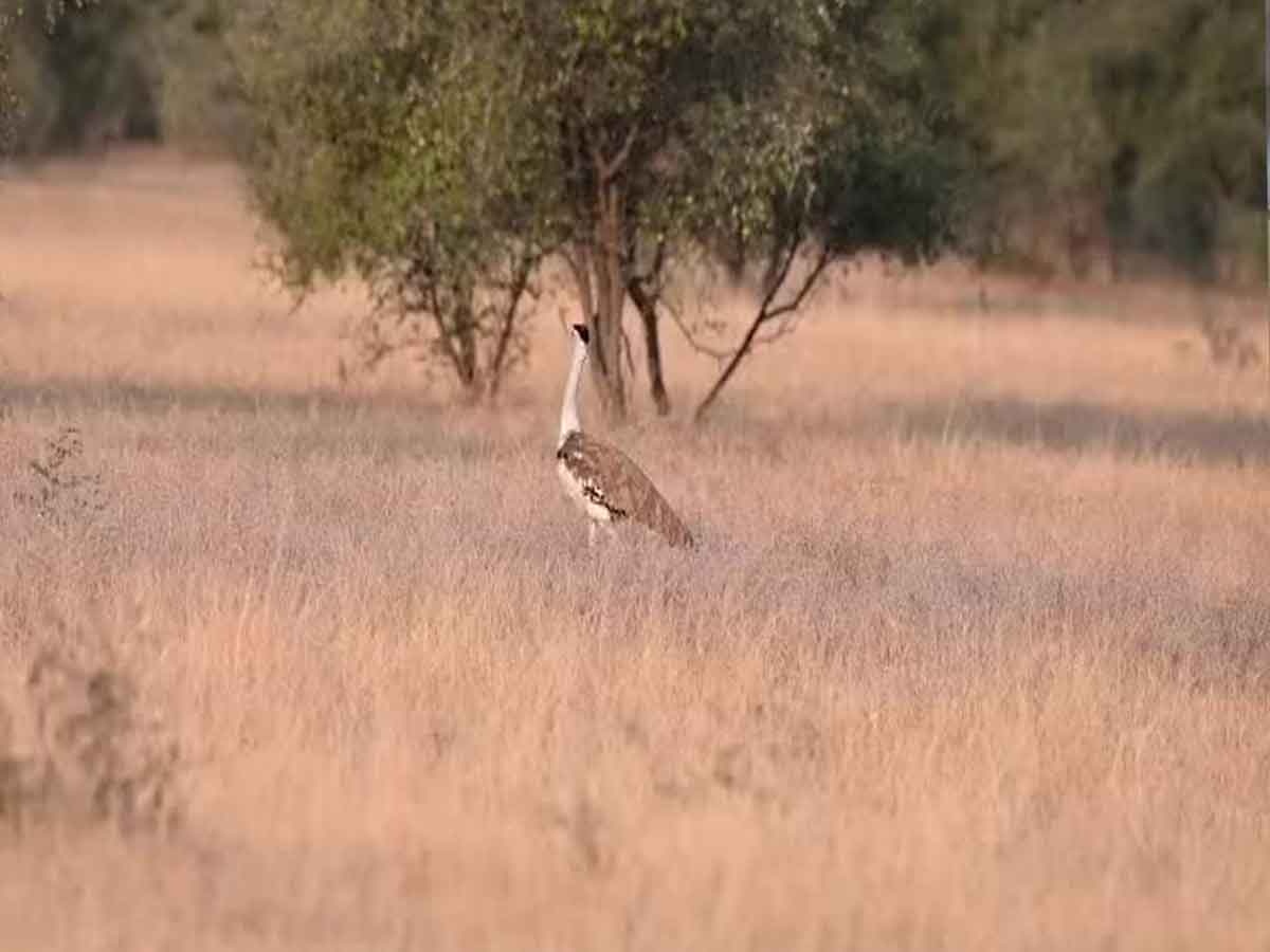 Jaisalmer news: ज्येष्ठ पूर्णिमा में होंगी वन्यजीवों की गणना, जानिए इस दिन हि क्यों होती है गणना