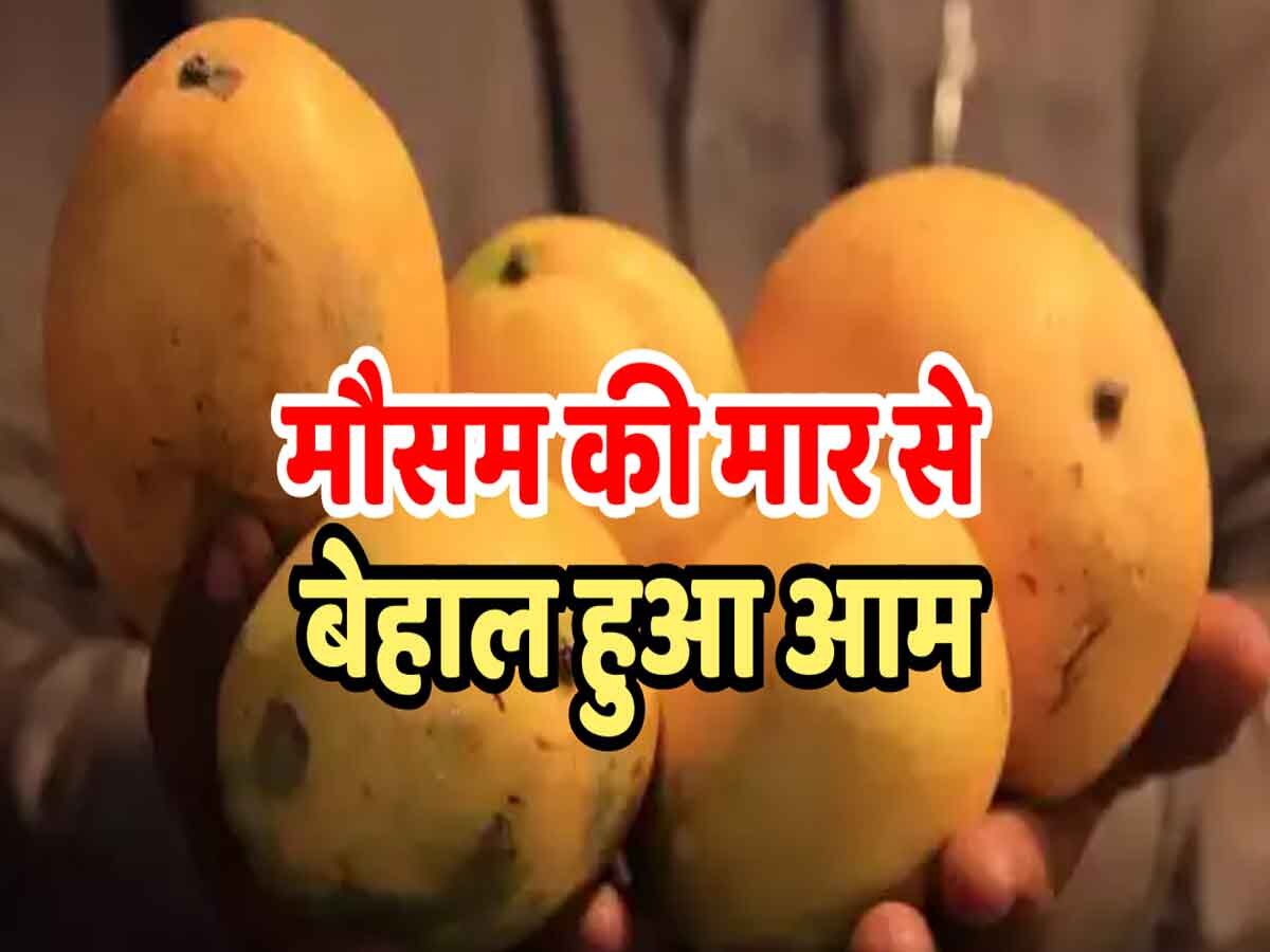 Rajasthan news: मौसम की मार से बेहाल हुआ आम, जानें क्या है वजह