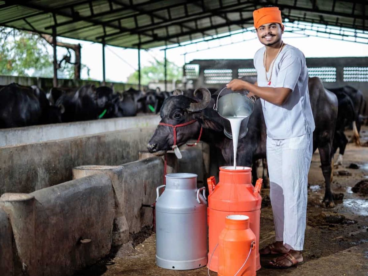 world-milk-day-india-cattle-feed-crisis-growing-in-india-know-moofarm