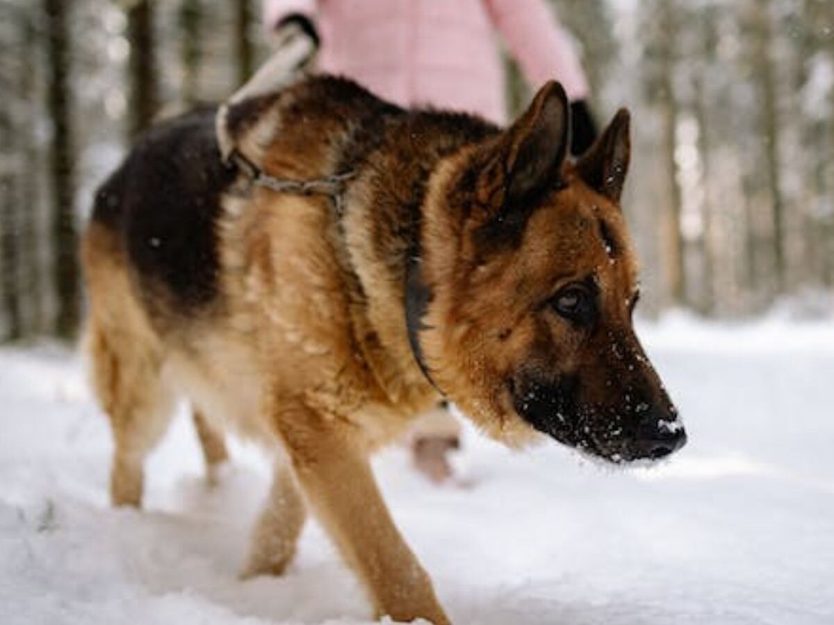 Dog Breeds: कुत्तों की 7 शानदार नस्लें..जिन्हें पालने के लिए तगड़ी मशक्क्त करनी पड़ती है, जान लीजिए