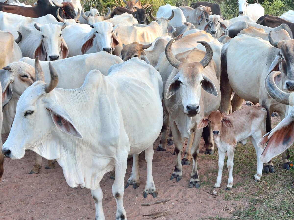 गोहत्या रोधी कानून होगा खत्म? कर्नाटक सरकार ने कहा- 'क्यों नहीं कट सकती गाय'