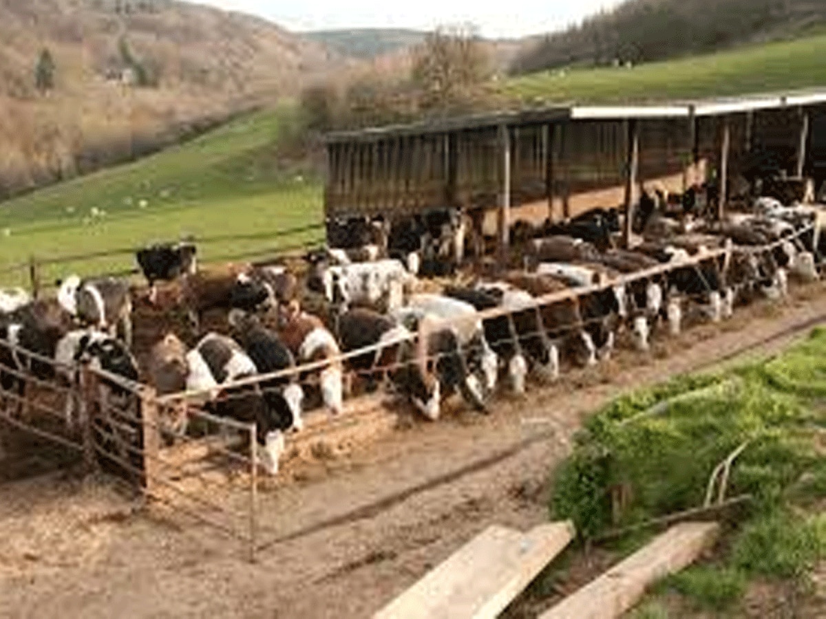 Karnataka news Animal Husbandry Minister T. Venkatesh said If bull and