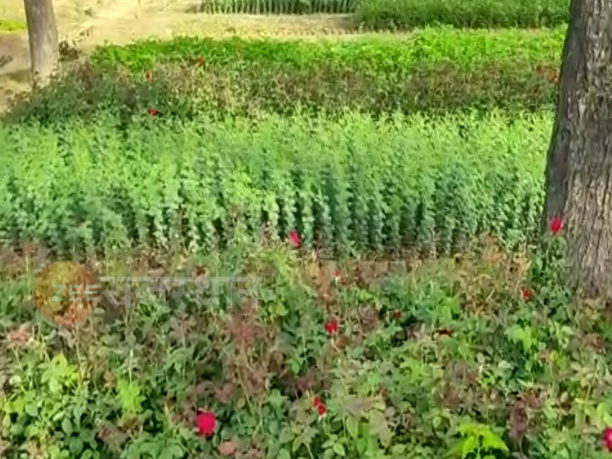 चूरू: 1973 से स्थापित नर्सरी में 2 लाख 65 हजार पौधे तैयार,इस साल जिले का सर्वाधिक लक्ष्य