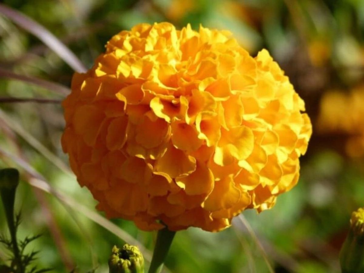 vastu-tips-these-flowers-brings-happiness-good-luck-maa-lakshmi-blessed