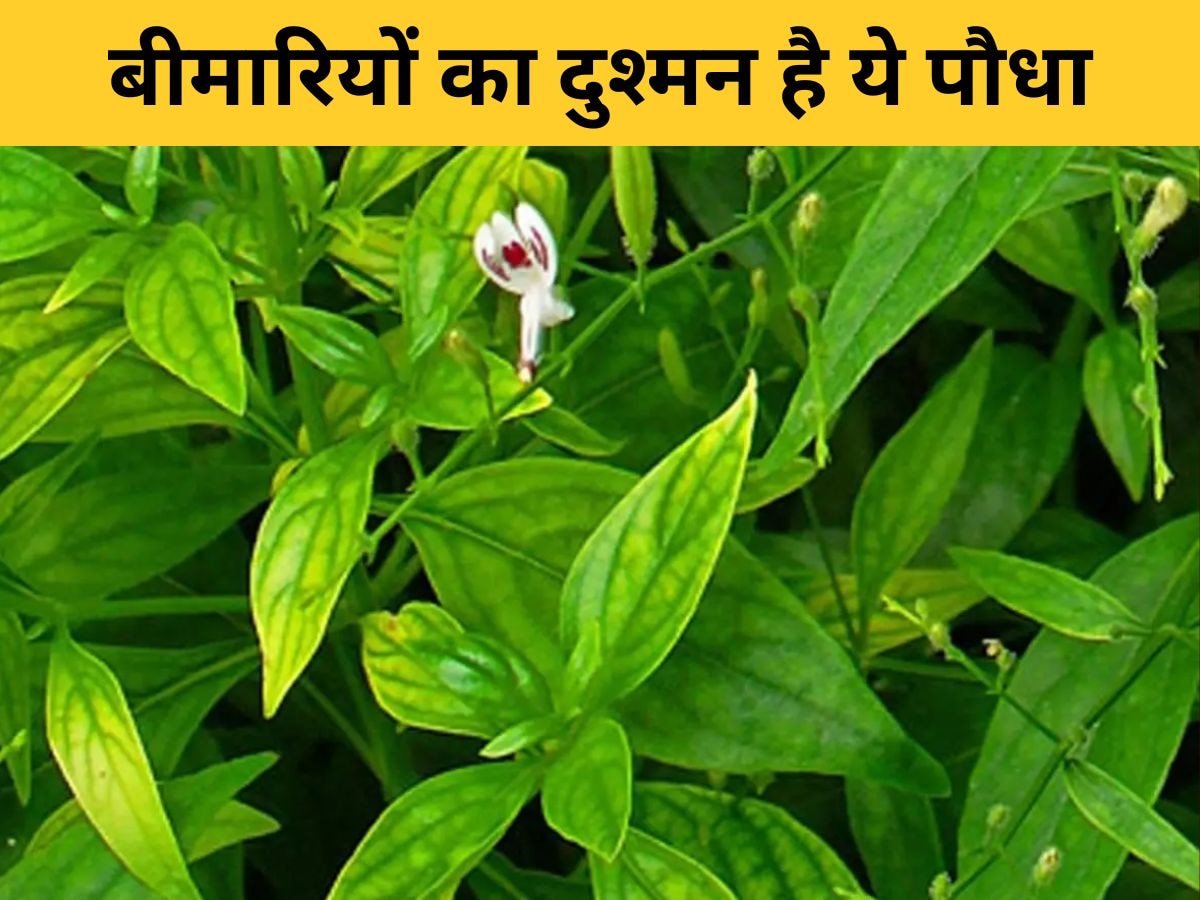 Healthy Herb: इन 5 बीमारियों का 'काल' है ये हरा पौधा, जानिए क्यों करना चाहिए सेवन