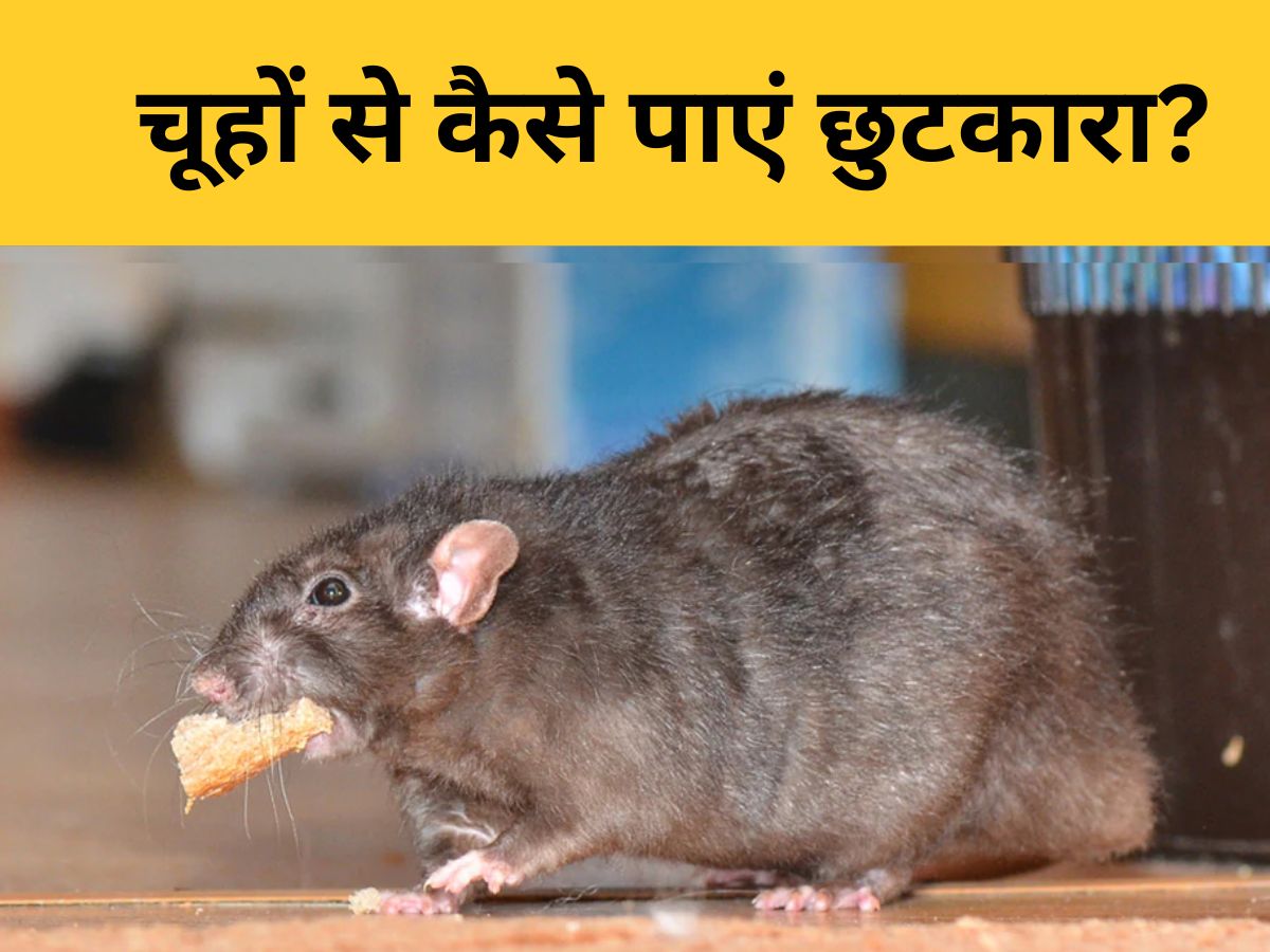 How To Kill Rat Using Traps and Poison Rodents Control Tips in Hindi