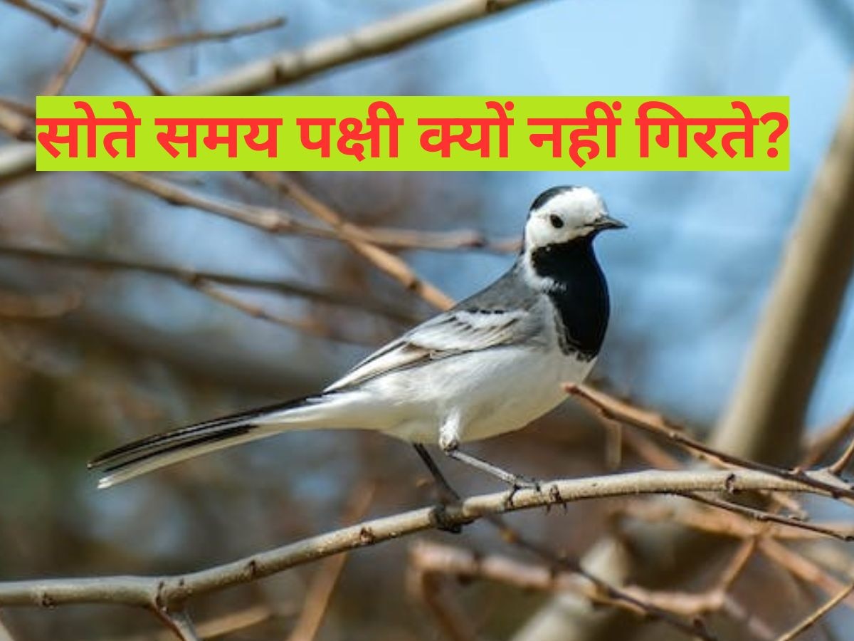 Bird Sleep: आखिर क्यों रात में सोते समय पक्षी पेड़ से नहीं गिरते? क्या है कारण..जान लीजिए