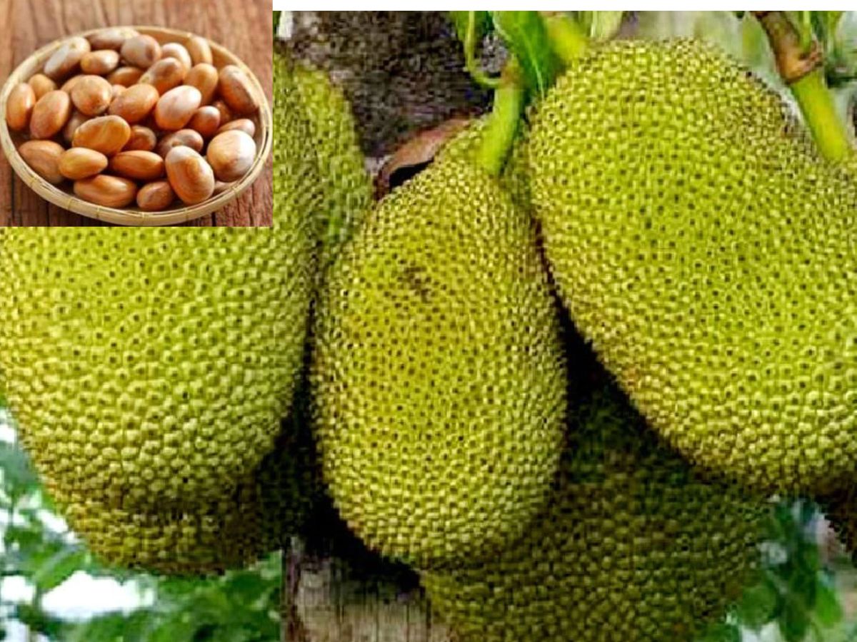 Jackfruit Seeds Benefits check Amazing Health Benefits Concerns and