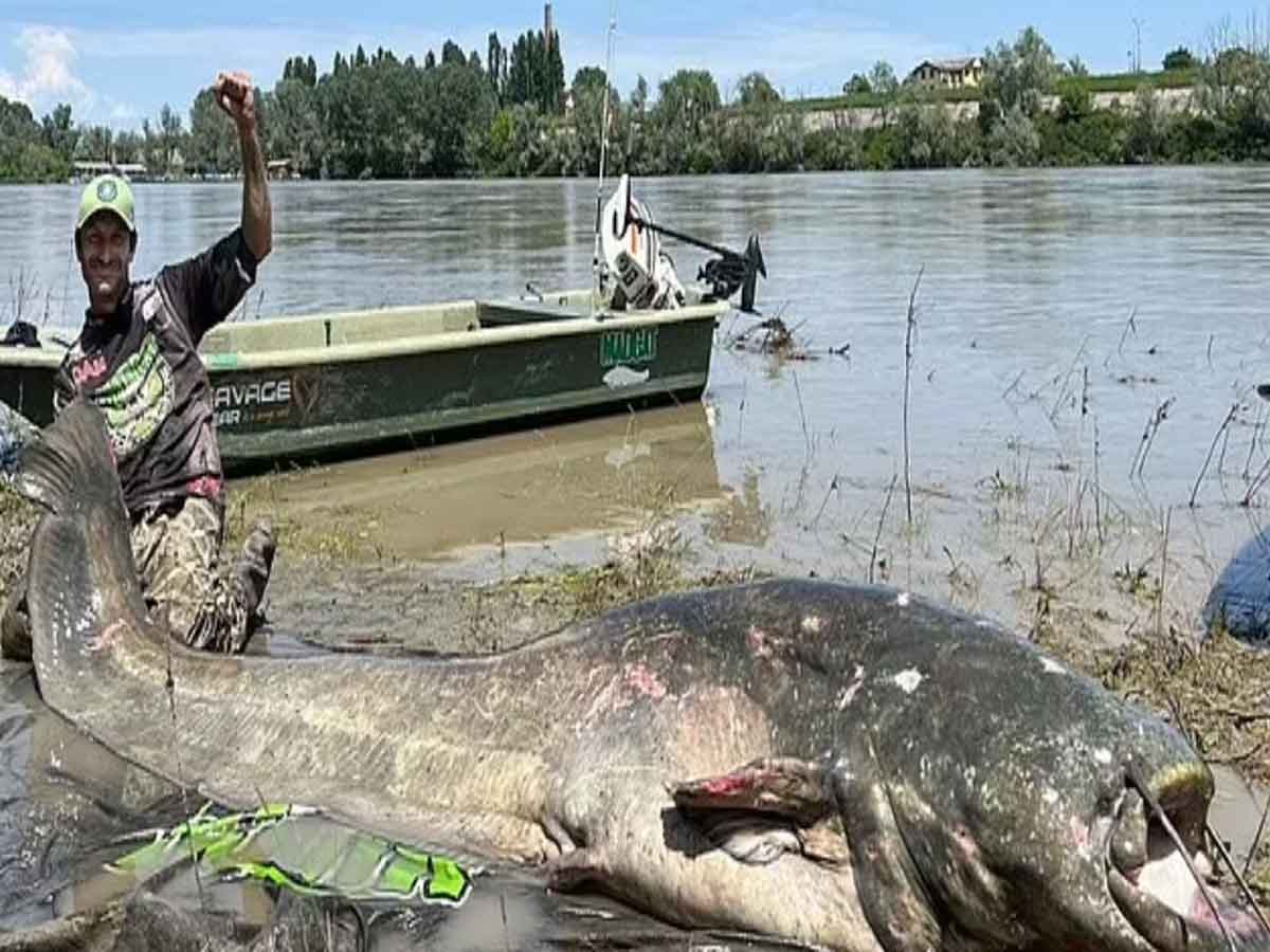 Biggest Catfish Ever! Length 9 feet 4¼ inches, fisherman released after