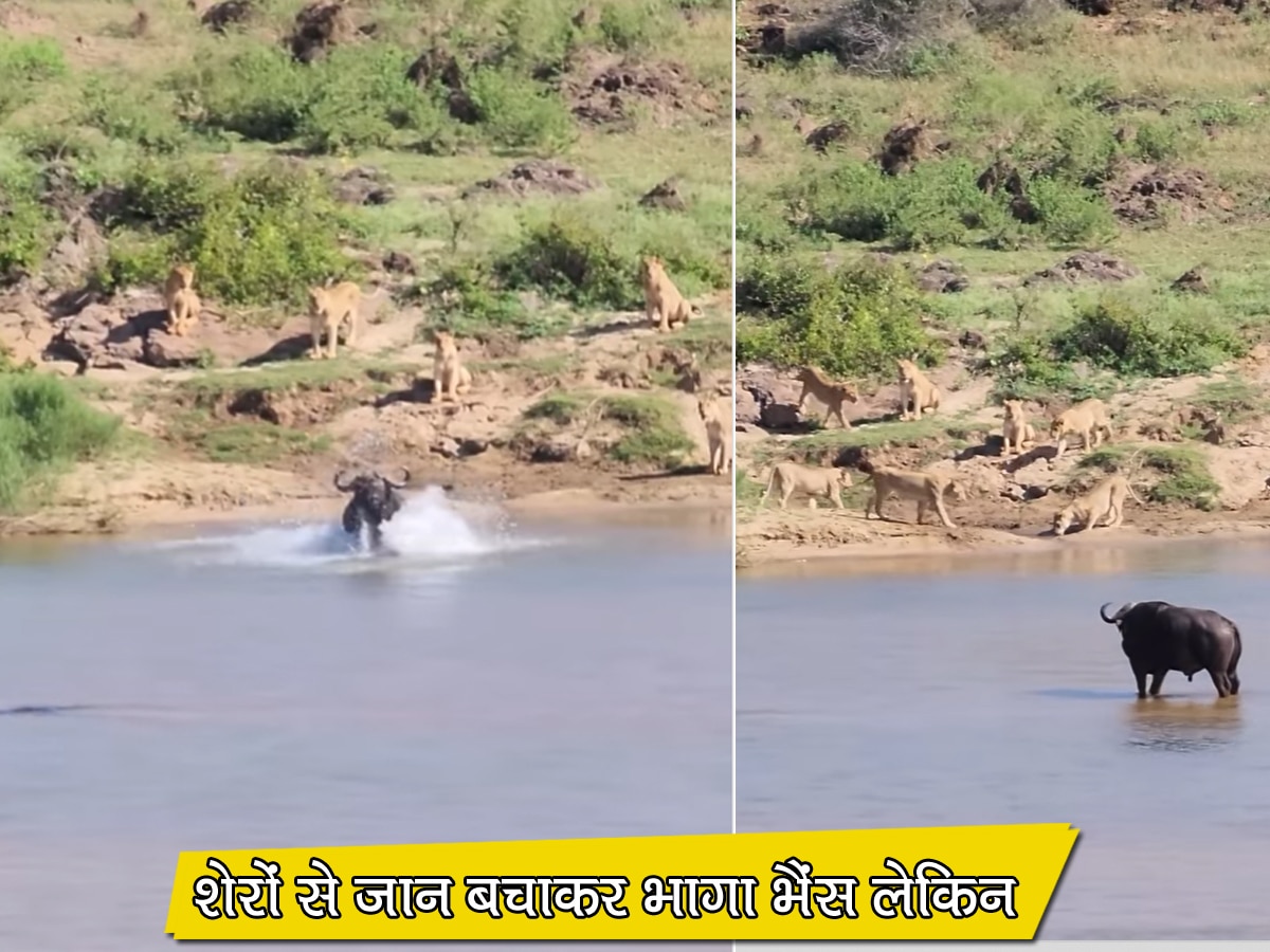 Video: शेरों के झुंड में फंसा भैंस, पानी में कूदा तो मगरमच्छों से भरी हुई थी नदी और फिर