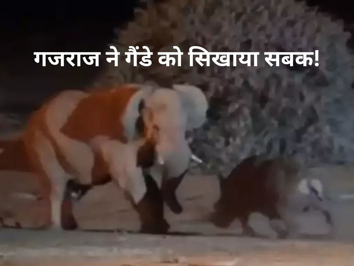 Video: हाथी से भिड़ गया मनचला गैंडा..फिर गजराज ने सिखाया ऐसा सबक, पटककर घुसाए दांत!