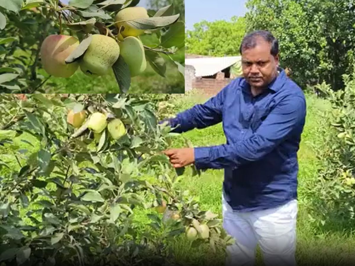 Farrukhabad Apple farming seb ki kheti fhayde farmer of Farrukhabad