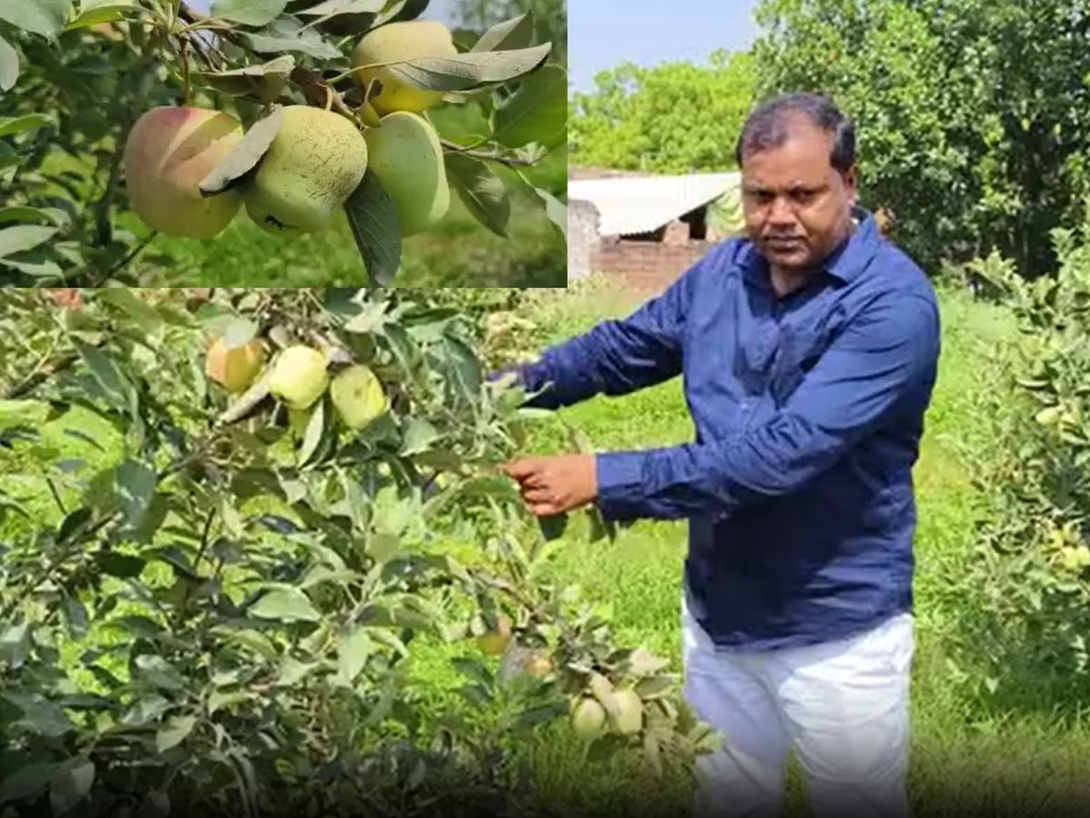Farrukhabad: फर्रुखाबाद के किसान का कमाल! आलू के लिए प्रसिद्ध जिले में उगा दी सेब की फसल, कमाएंगे मोटा मुनाफा!