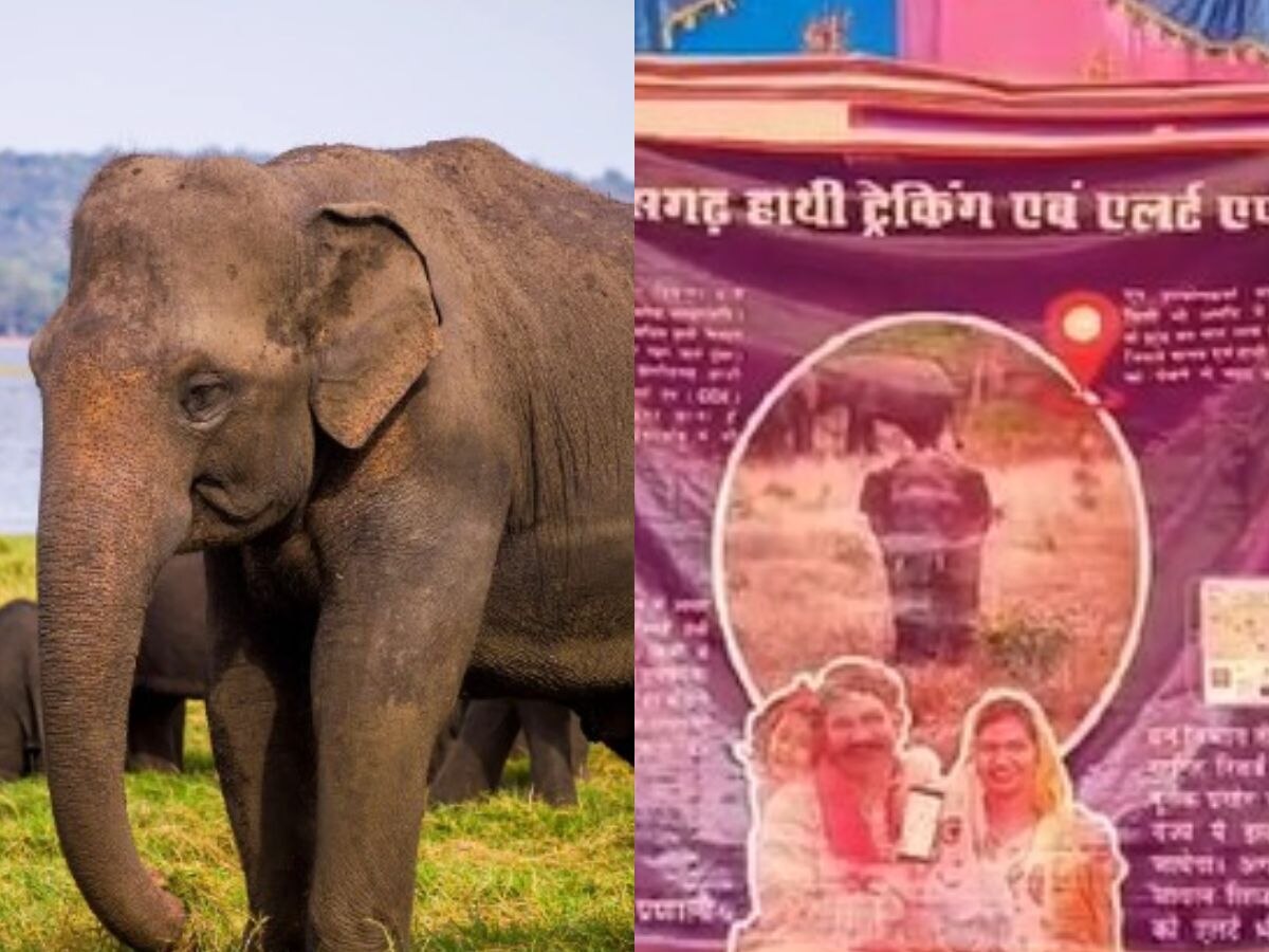 Elephant Alert App: हाथियों से बचाने के लिए लॉन्च हुआ एलीफेंट अलर्ट ऐप, जानिए कैसे करेगा काम