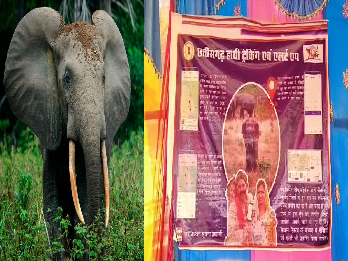 Chhattisgarh: 'गजराज' अब इंसान को नहीं पहुंचा सकेंगे नुकसान, इस तकनीक से होगी हाथियों की हाईटेक निगरानी Chhattisgarh: 'गजराज' अब इंसान को नहीं पहुंचा सकेंगे नुकसान, इस तकनीक से होगी हाथियों की हाईटेक निगरानी