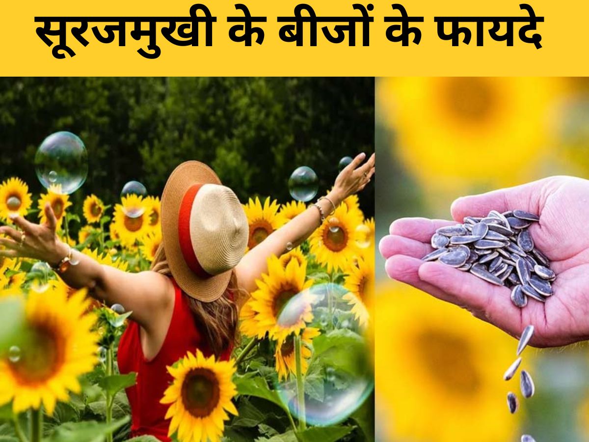 Sunflower Seeds Health Benefits Cholesterol Heart Attach Surajmukhi ke beejon ke Fayde