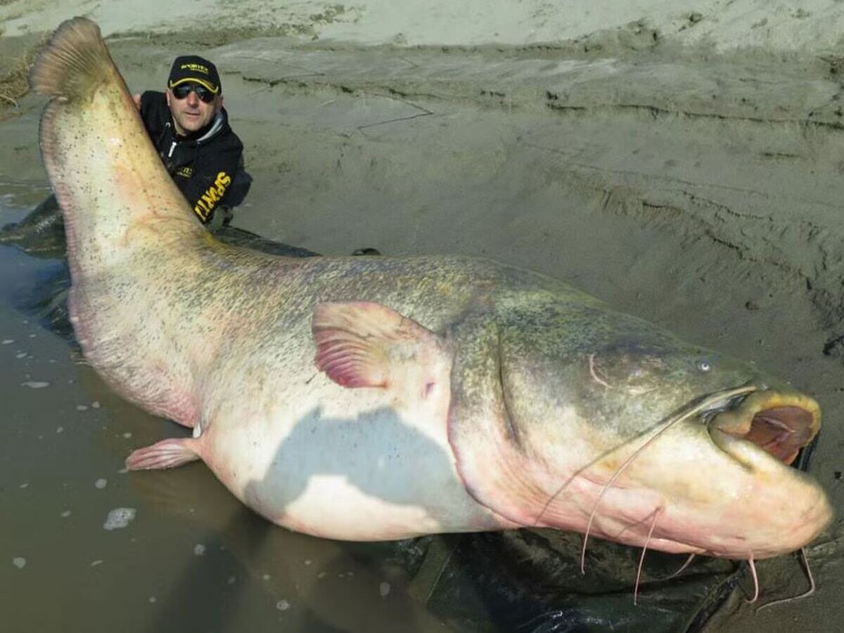 Largest Catfish: ଇଟାଲୀ ନଦୀରୁ ମିଳିଲା ସବୁଠାରୁ ବଡ଼ କ୍ୟାଟ ଫିସ୍; ଧରିବା ପରେ କାହିଁକି ଛାଡ଼ିଦେଲେ ମତ୍ସ୍ୟଜୀବୀ?  