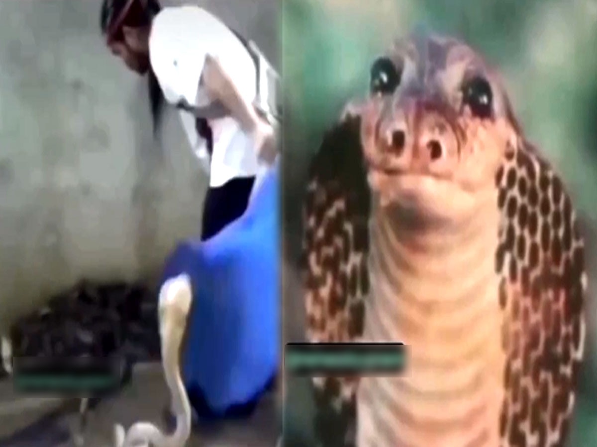 Viral Video: शख्स ने मुक्के से 'सुजा' दिया किंग कोबरा का मुंह, रोने लगा बेचारा नागराज